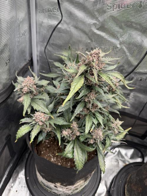 You're the berry best!. Week 11