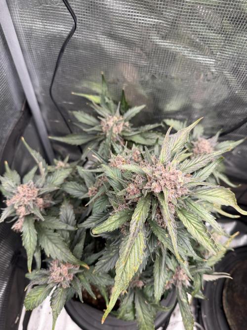 You're the berry best!. Week 11