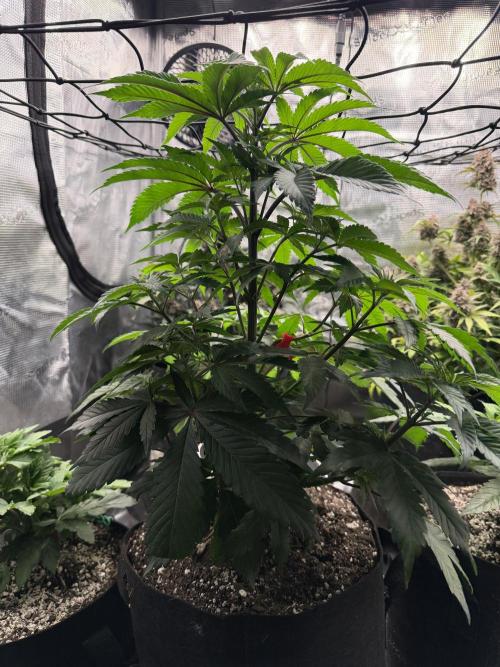 Permanent Marker. Week 7