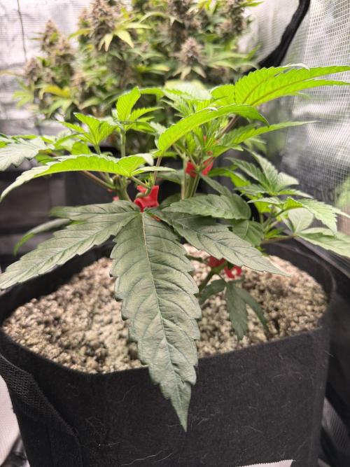 Black diamond ( Zamnesia ). Week 7