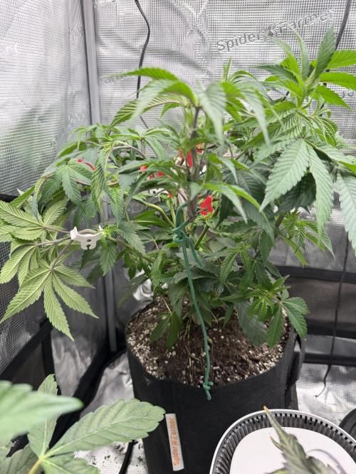 Permanent Marker. Week 8