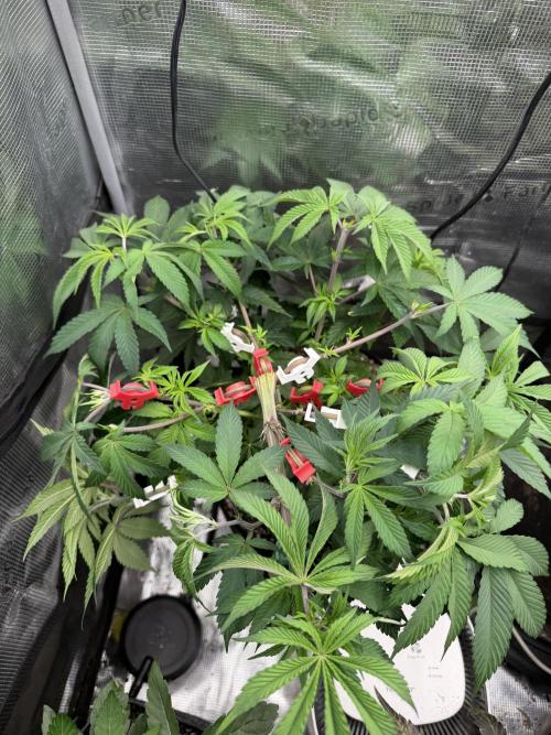 Permanent Marker. Week 8