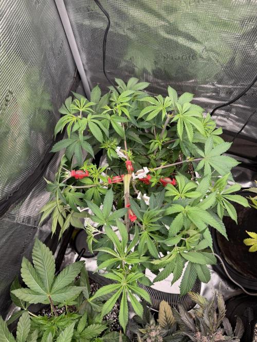 Permanent Marker. Week 8