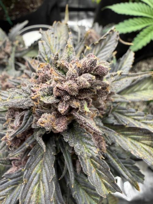 You're the berry best!. Week 12