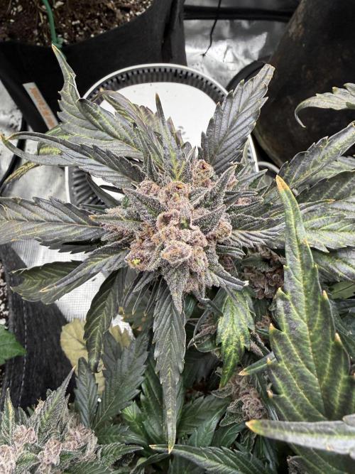 You're the berry best!. Week 12