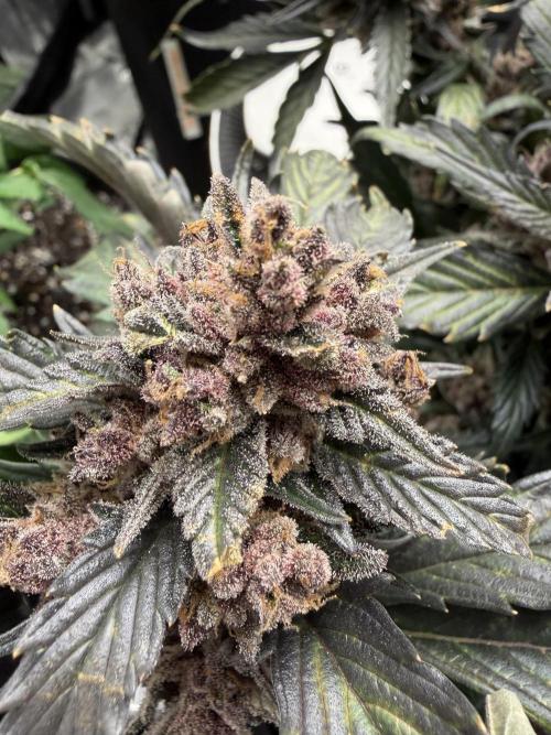 You're the berry best!. Week 12