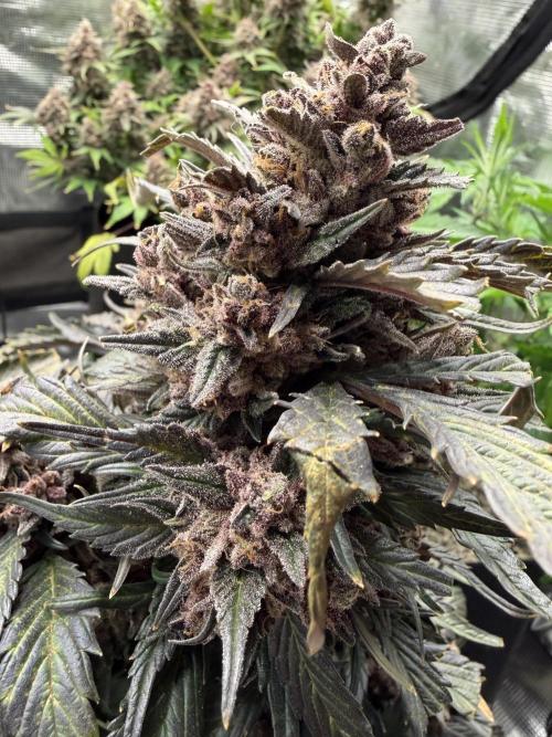 You're the berry best!. Week 12