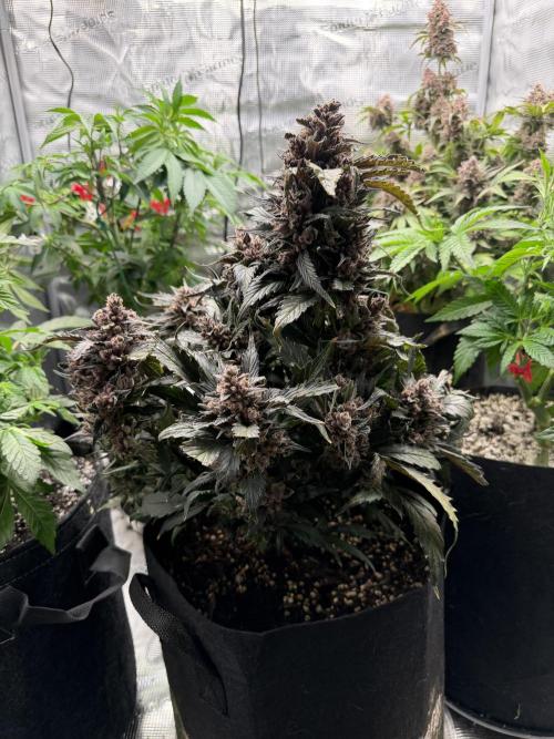 You're the berry best!. Week 12