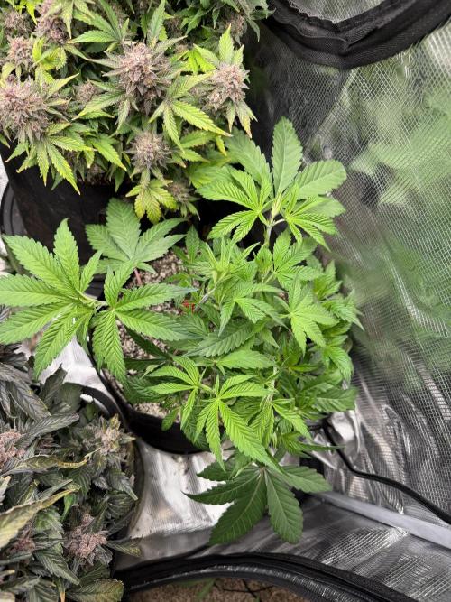 Black diamond ( Zamnesia ). Week 8