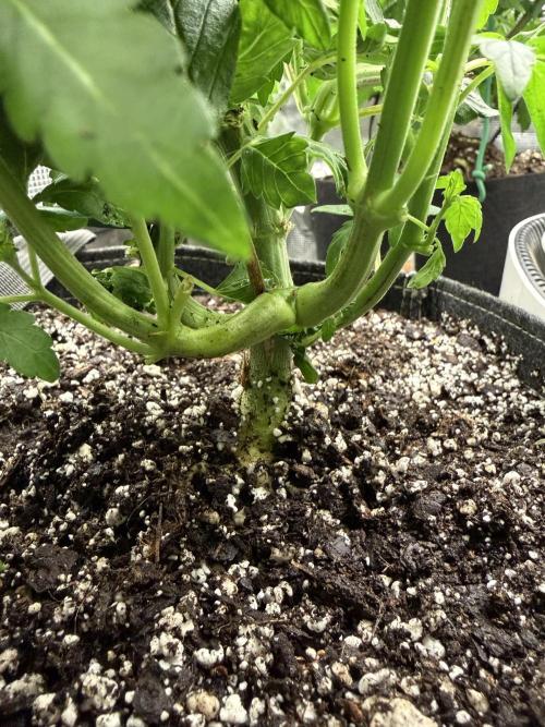 Black diamond ( Zamnesia ). Week 8