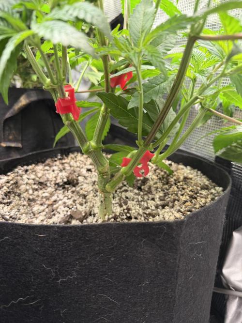 Black diamond ( Zamnesia ). Week 8