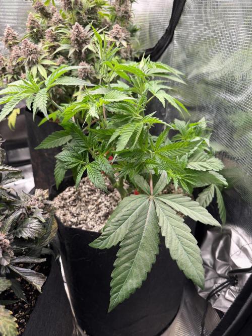 Black diamond ( Zamnesia ). Week 8