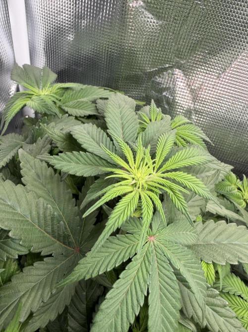 Trop cherry Mainlined ( indoor ). Week 9