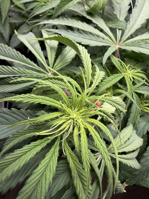 Trop cherry Mainlined ( indoor ). Week 9