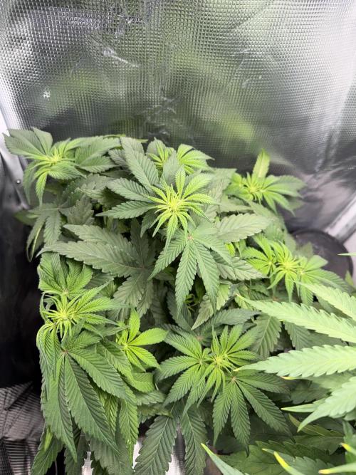 Trop cherry Mainlined ( indoor ). Week 9