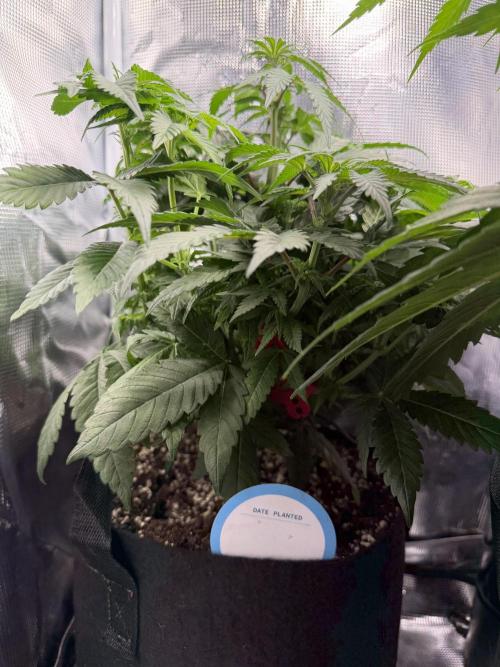 Trop cherry Mainlined ( indoor ). Week 9