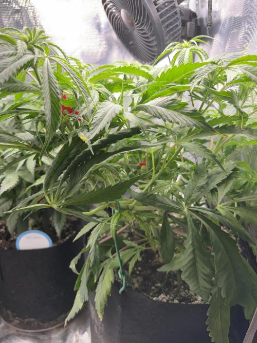 Critical mass by zamnesia. Week 8