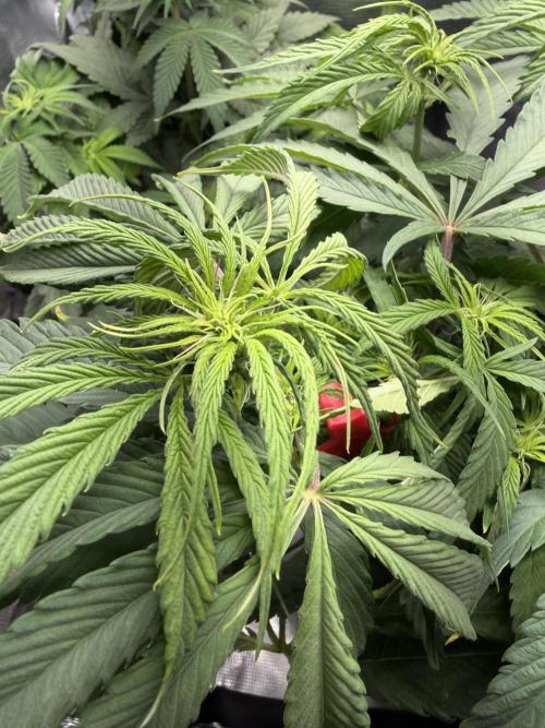 Critical mass by zamnesia. Week 8