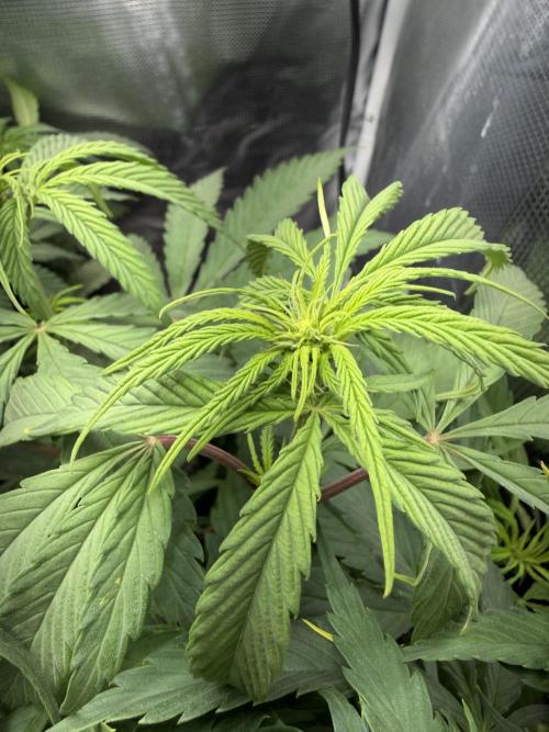 Critical mass by zamnesia. Week 8