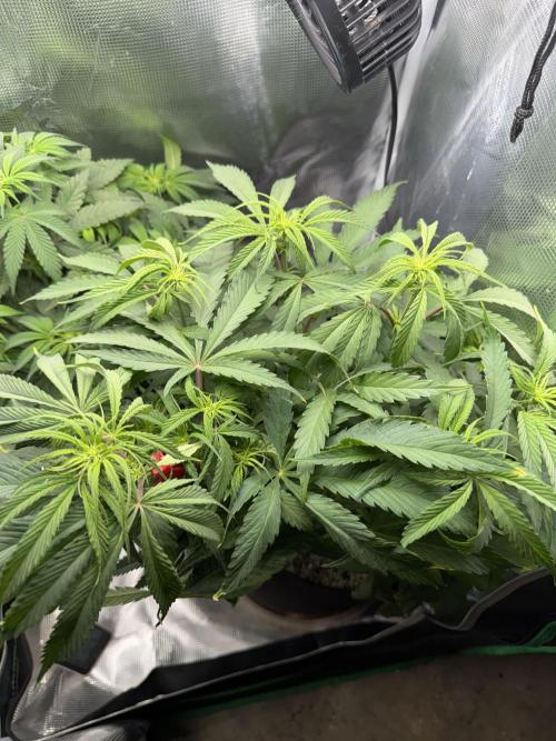 Critical mass by zamnesia. Week 8