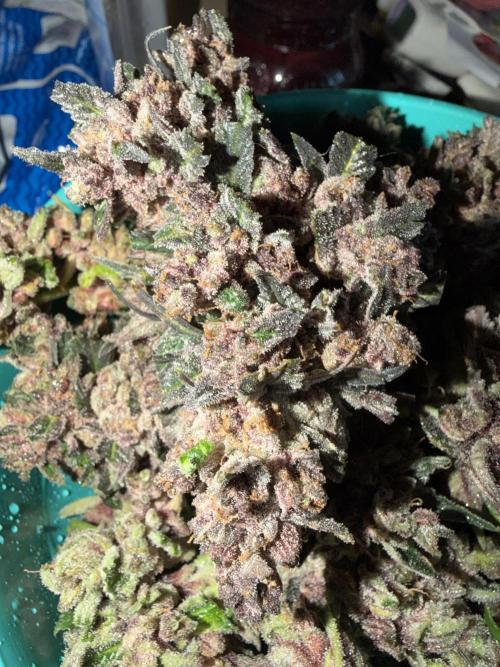 You're the berry best!. Week 13