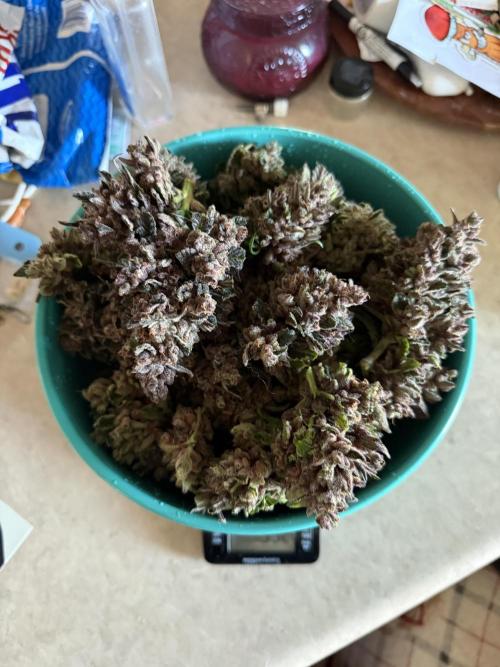 You're the berry best!. Week 13