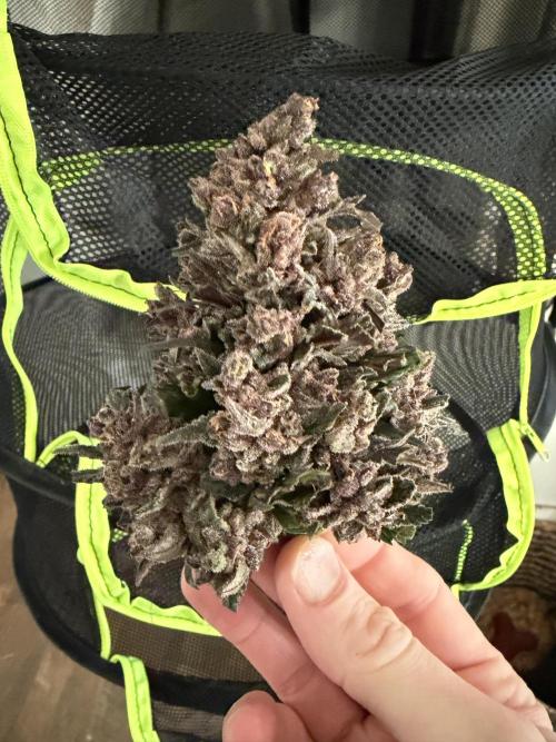 You're the berry best!. Week 13