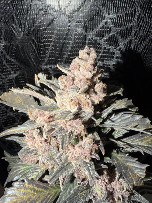 You're the berry best!. Week 13