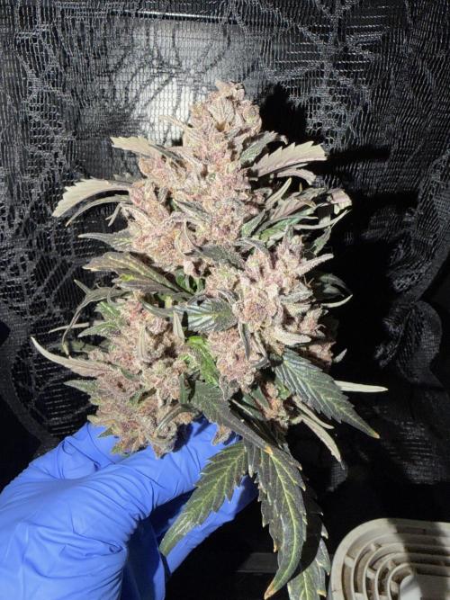 You're the berry best!. Week 13