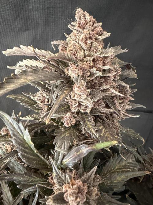 You're the berry best!. Week 13