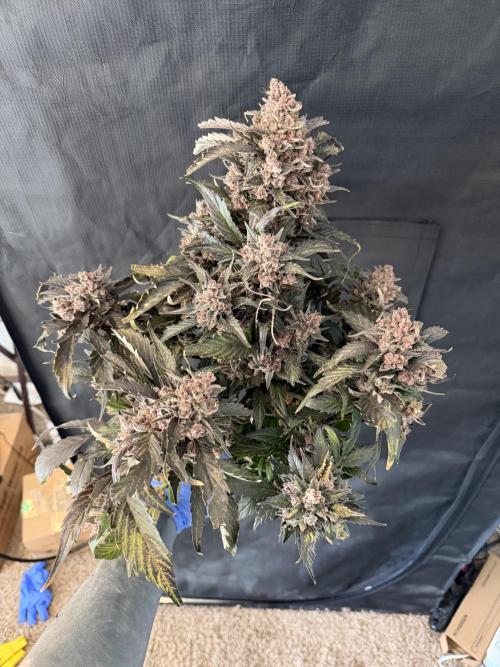 You're the berry best!. Week 13