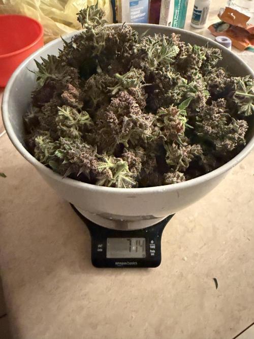 Banana Purple Punch Auto (RF3). Week 13