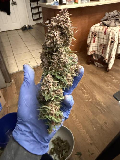 Banana Purple Punch Auto (RF3). Week 13