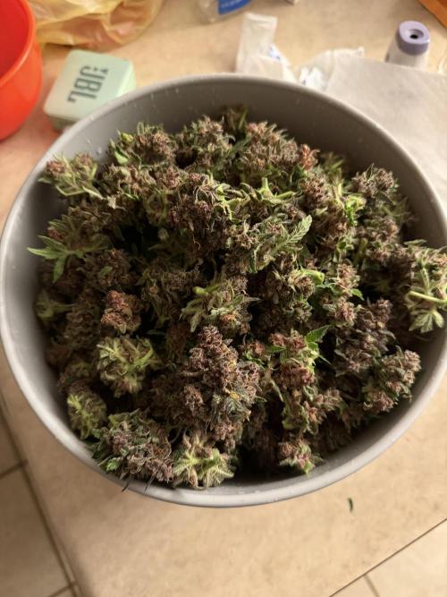 Banana Purple Punch Auto (RF3). Week 13