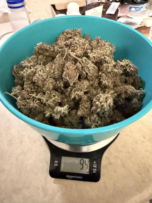 Banana Purple Punch Auto (RF3). Week 13