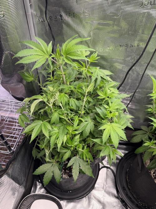 LSD 3x3. Week 10