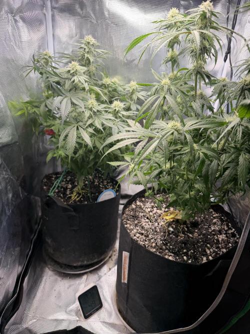 Critical mass by zamnesia. Week 10