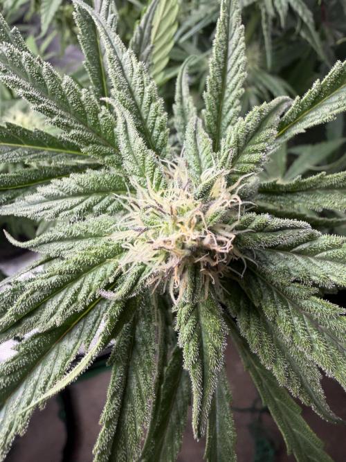 Critical mass by zamnesia. Week 10