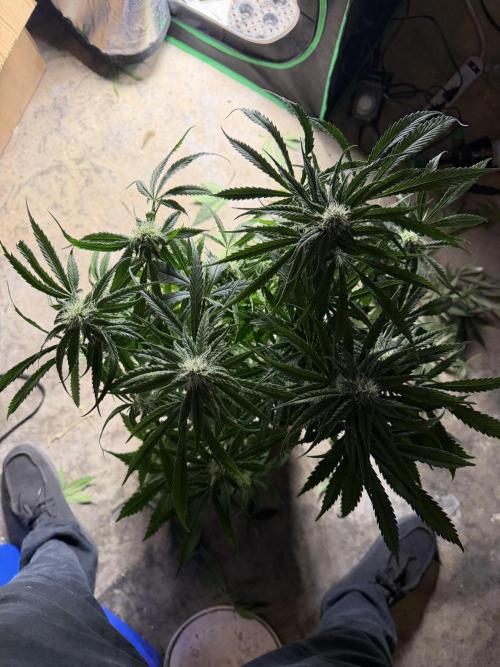 Critical mass by zamnesia. Week 10