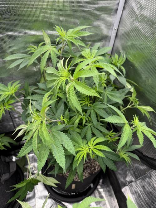 Black diamond ( Zamnesia ). Week 10