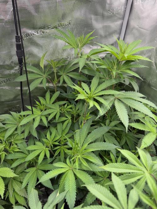 Black diamond ( Zamnesia ). Week 11