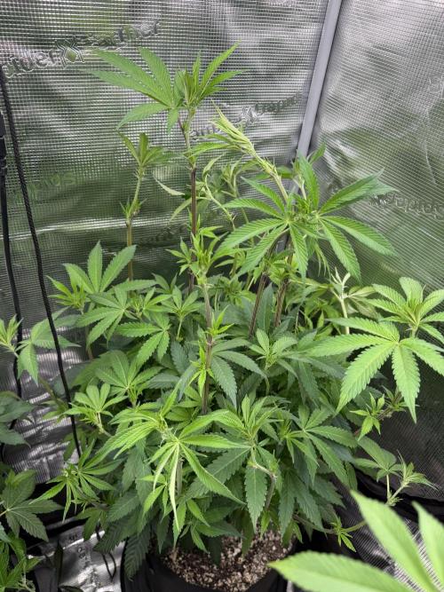 Black diamond ( Zamnesia ). Week 11