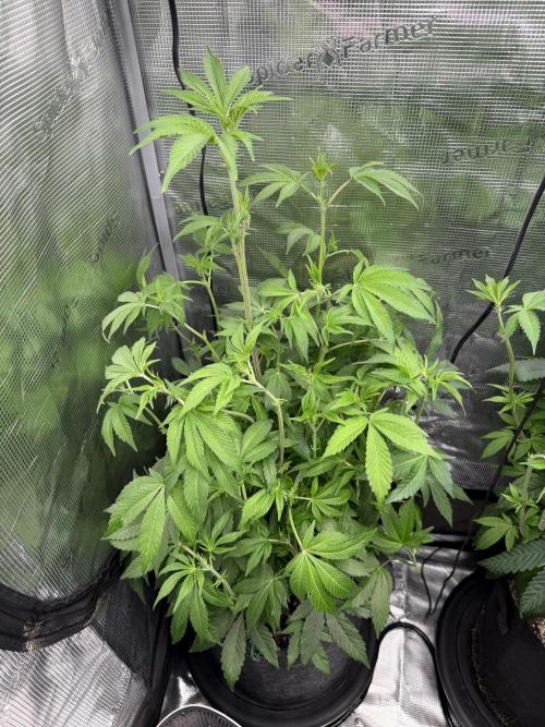 LSD 3x3. Week 11