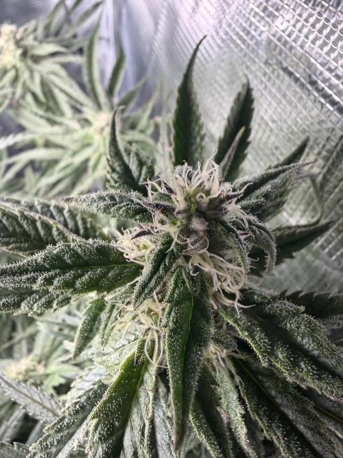Critical mass by zamnesia. Week 11