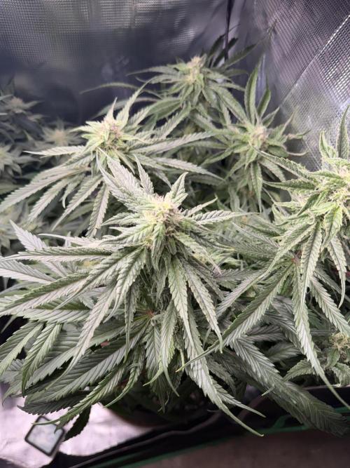 Critical mass by zamnesia. Week 11