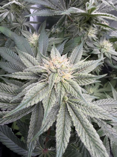 Trop cherry Mainlined ( indoor ). Week 10