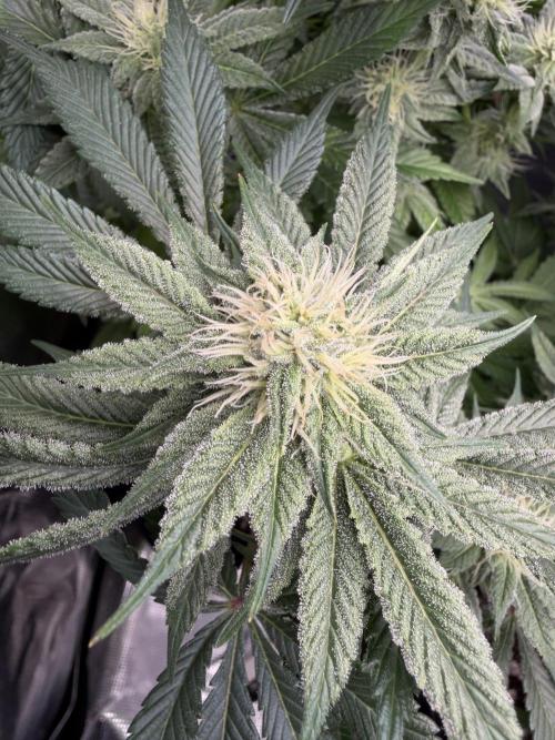 Trop cherry Mainlined ( indoor ). Week 10