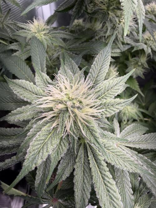 Trop cherry Mainlined ( indoor ). Week 10