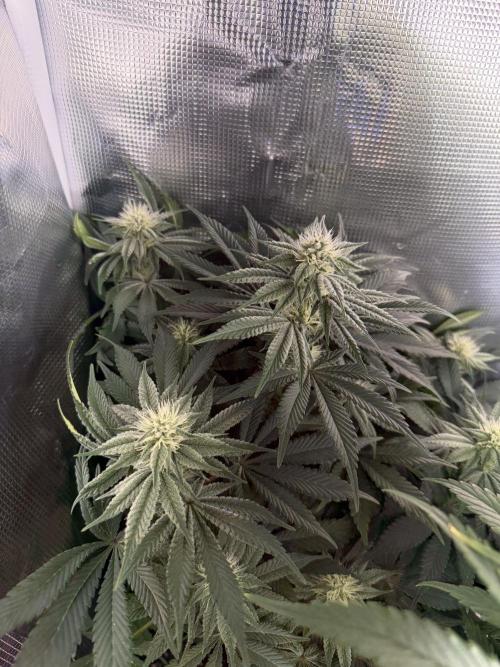 Trop cherry Mainlined ( indoor ). Week 10