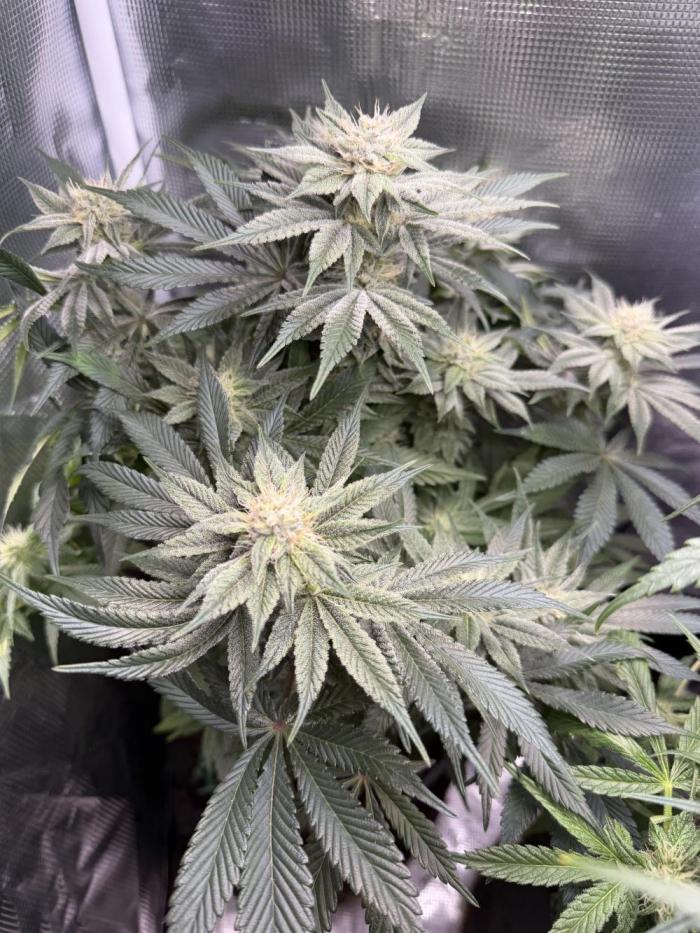 Trop cherry Mainlined ( indoor ). Week 11